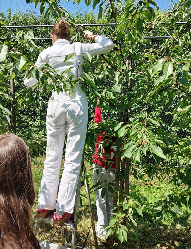Hoeksche Waard Actief - Educatieplein | Fruitpluk