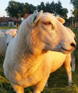 Matthijs Tak